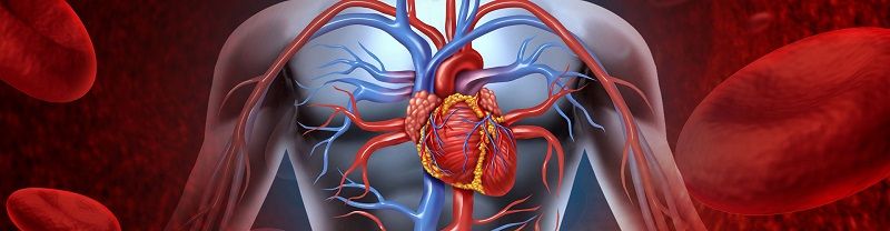 cardiovascular system