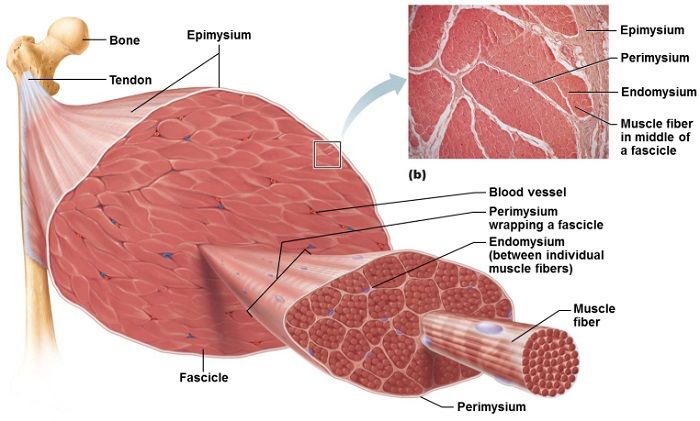 Top 14 Benefits Of Omega 3 Fish Oil In Bodybuilding Reviews smooth-muscle-cells-anatomical-structure-description-outline-diagram