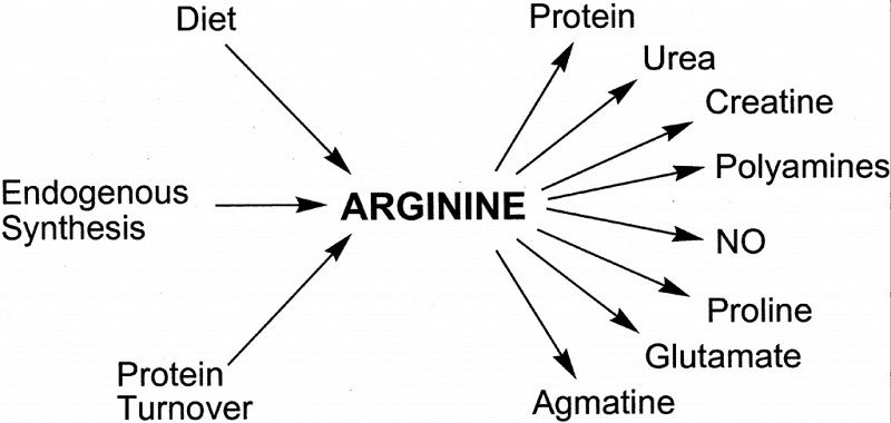 essential elements of amino acid