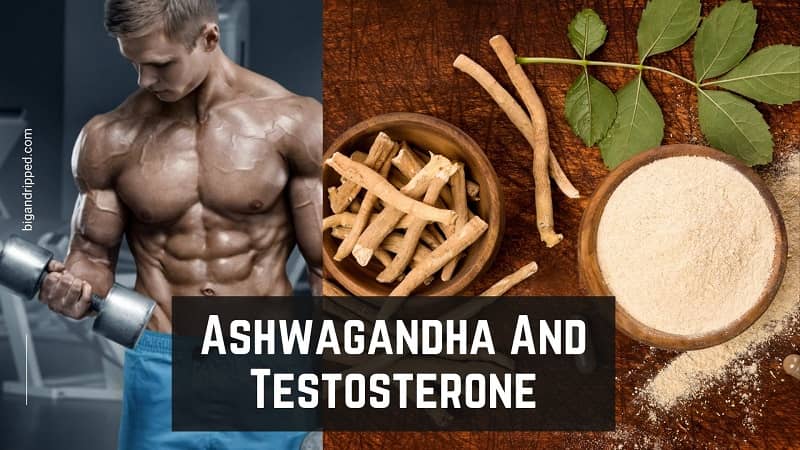 Ashwagandha And Testosterone