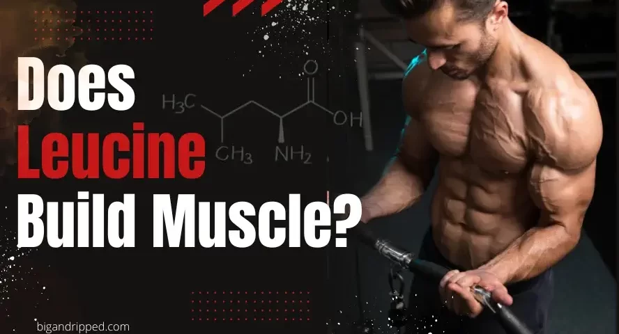 Does Leucine Build Muscle