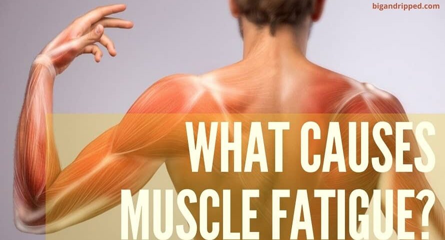 Muscle Fatigue What Is it amp How To Recover From Muscle Weakness