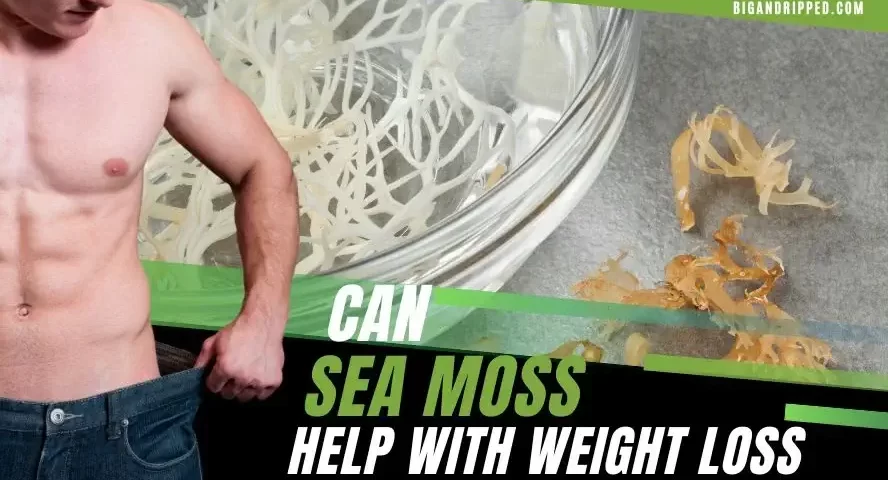 can sea moss help with weight loss