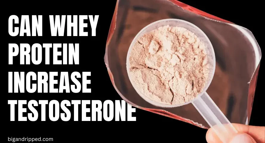 can whey protein increase testosterone