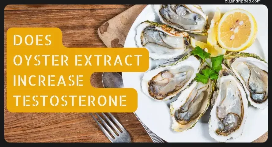 Does Oyster Extract Increase Testosterone