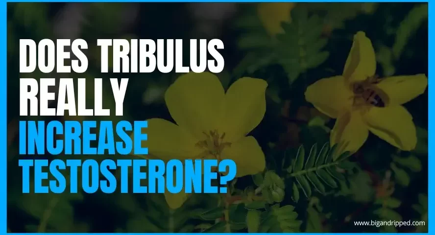 Does tribulus really increase testosterone