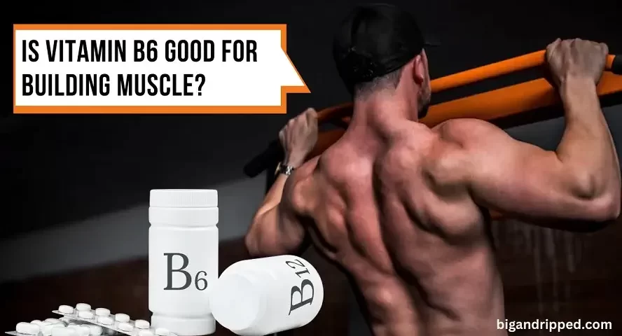Is vitamin B6 good for building muscle